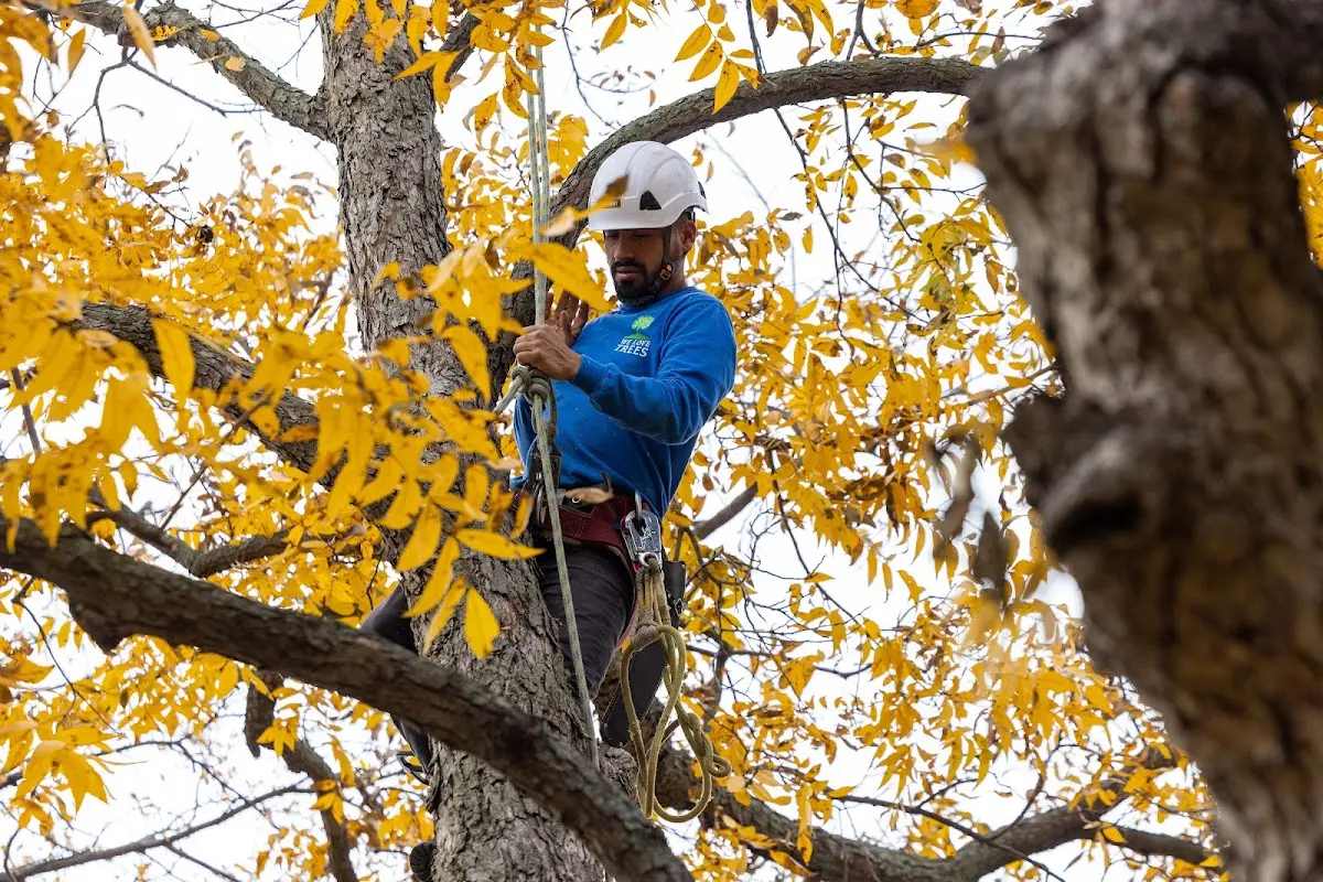 Skilled Emergency Tree Service crew working in Riverside